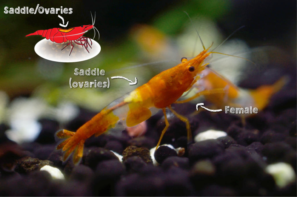 Help! My Dwarf Shrimp Aren't Breeding! - Shrimply Explained