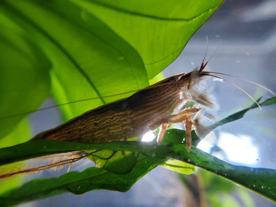 Bamboo shrimp